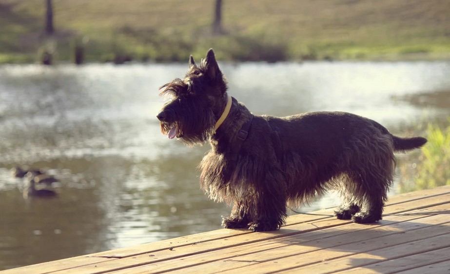 Scottish Terrier Shed