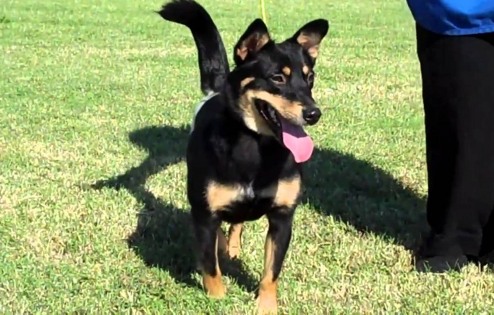 Shiba Inu Terrier Mix