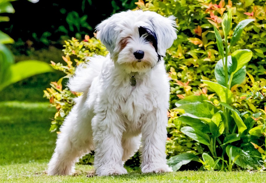 Short Hair Tibetan Terrier