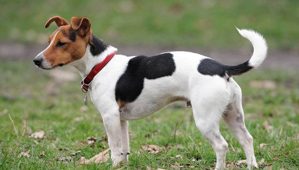 Shorty Jack Russell Terrier