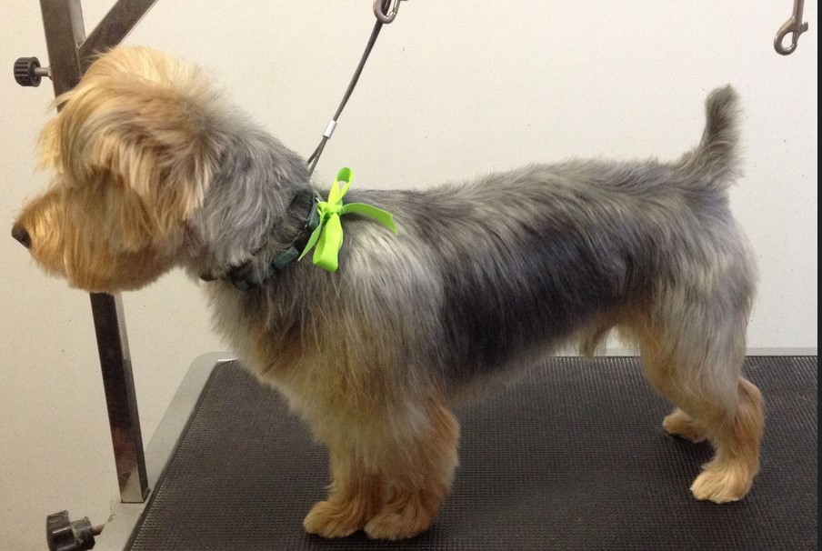 Silky Terrier Haircuts