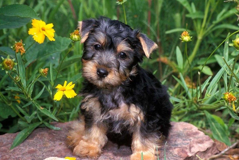 Silky Terrier Lifespan