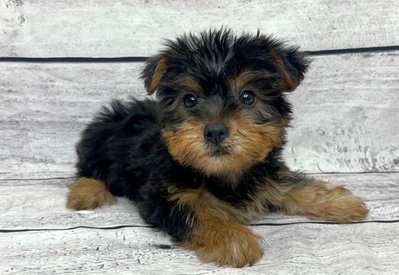 Silky Terrier Puppies For Sale