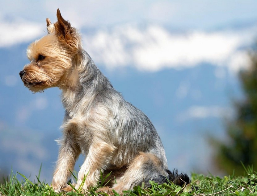 Silky Terrier Short Hair