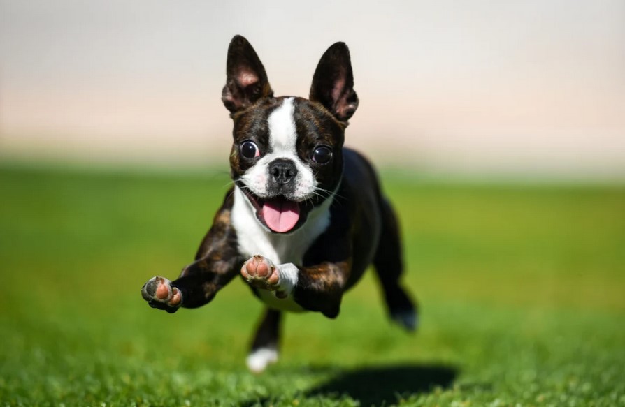 Small Boston Terrier