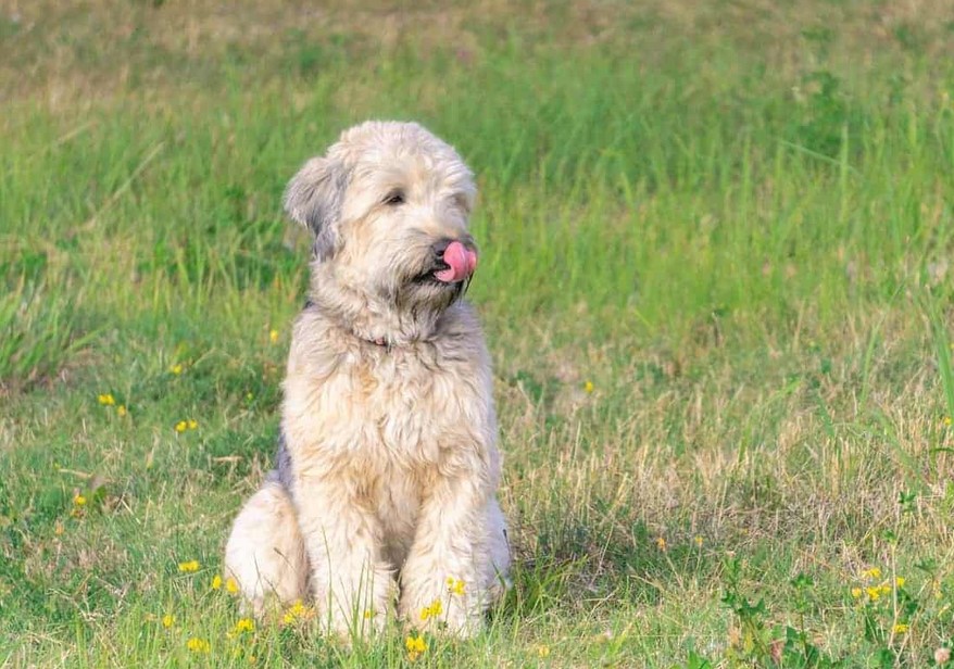 Soft Coated Wheaten Terrier Breeders