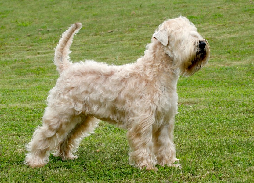 Soft Coated Wheaten Terrier Price