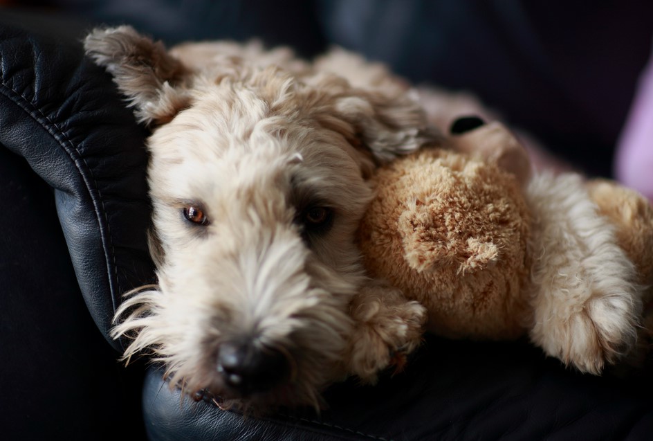 Soft Coated Wheaten Terrier Rescue