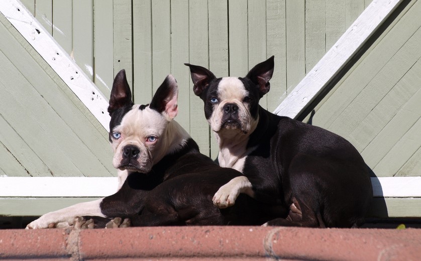 Splash Boston Terrier