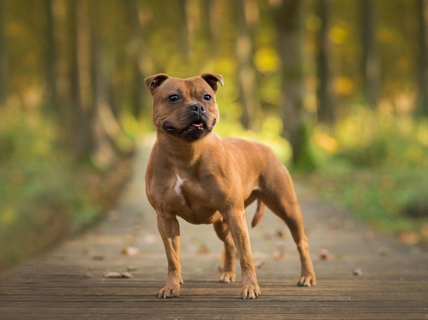 Staffordshire Bull Terrier Pitbull Mix