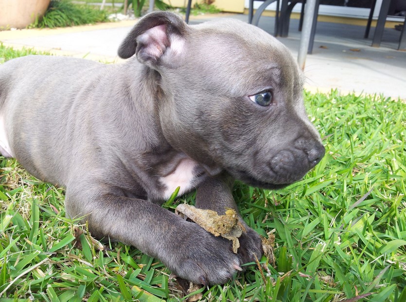 Staffordshire Bull Terrier Puppy For Sale Near Me