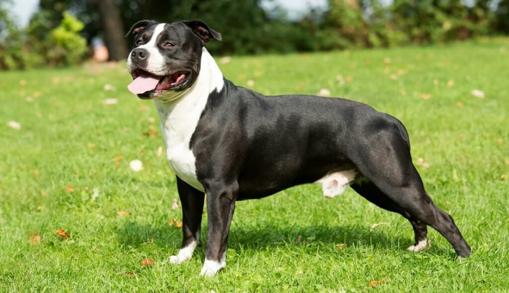 Staffordshire Terrier Lifespan