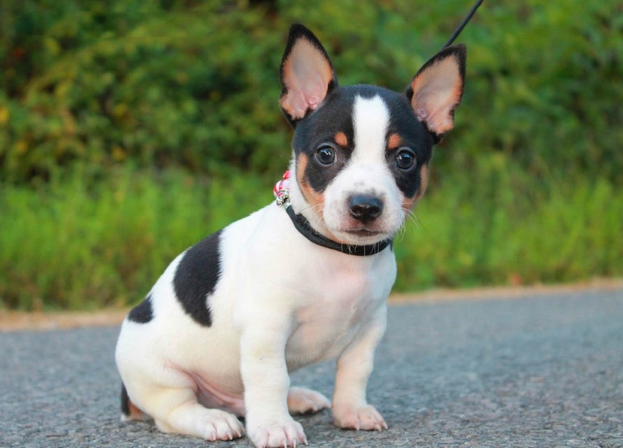 Teddy Roosevelt Rat Terrier