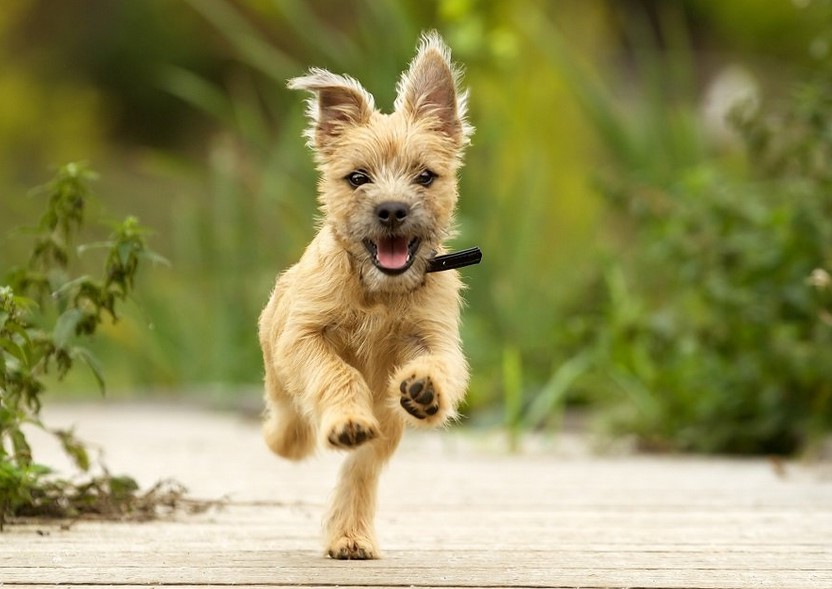 Terrier Mix Puppies For Sale