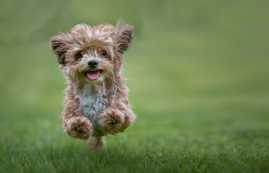 Terrier Shedding