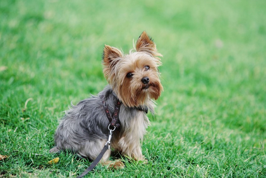 Terrier Type Crossword