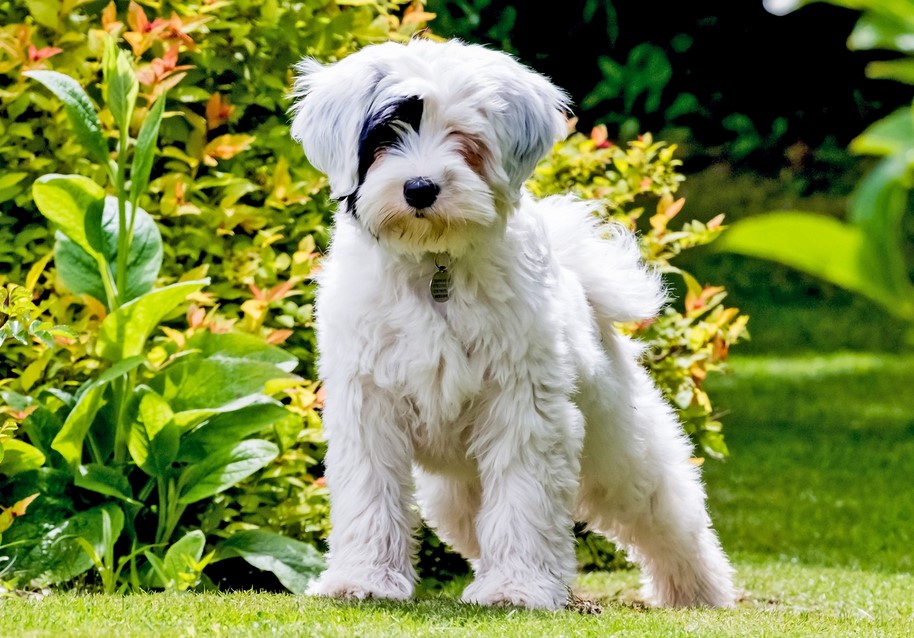 Tibetan Terrier Puppy Cut