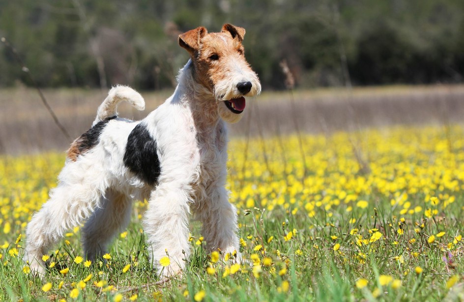 Ungroomed Wire Fox Terrier