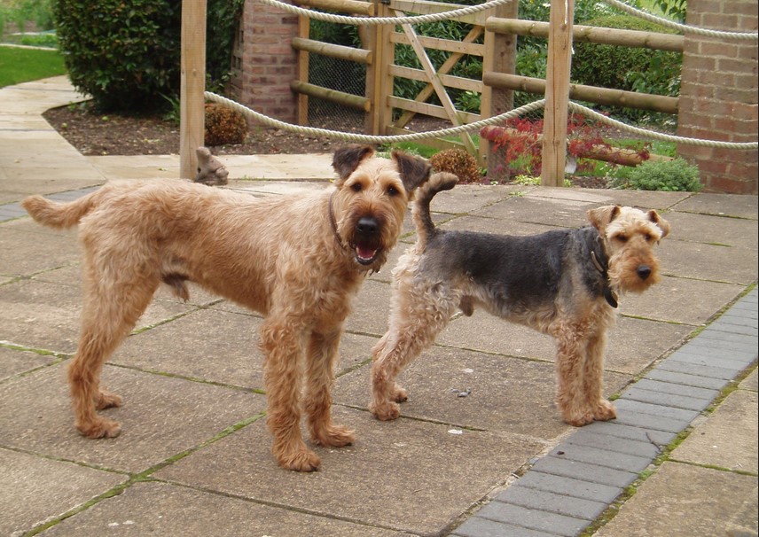 Welsh Terrier Vs Airedale