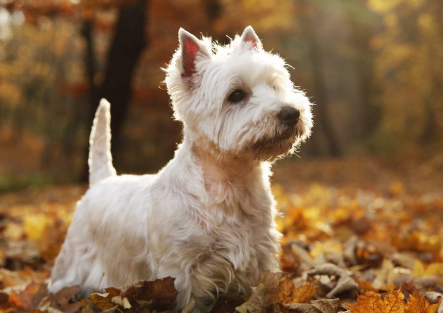 West Highland Terrier Adoption