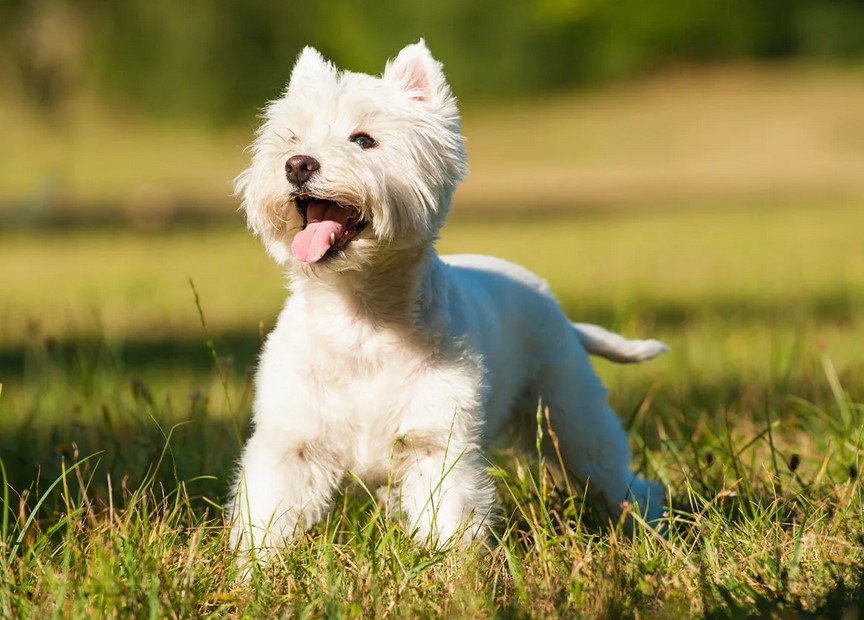 West Highland Terrier Breeders