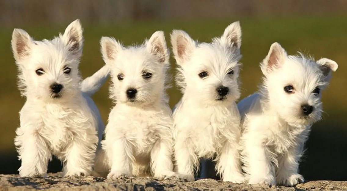 West Highland Terrier For Sale Craigslist