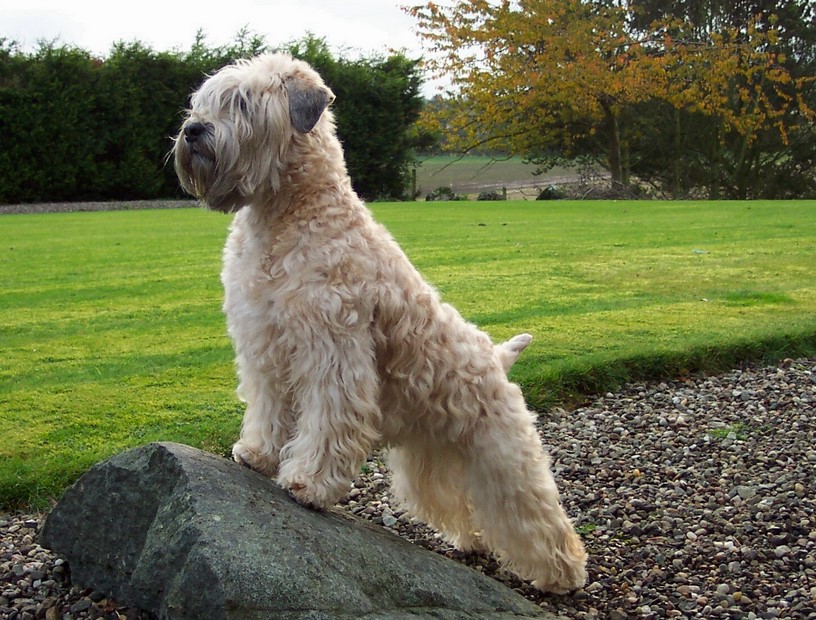 Wheaten Terrier Breeders