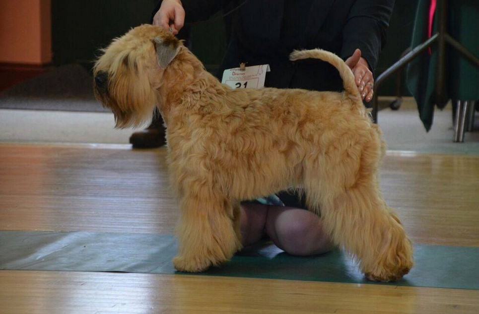 Wheaten Terrier Grooming