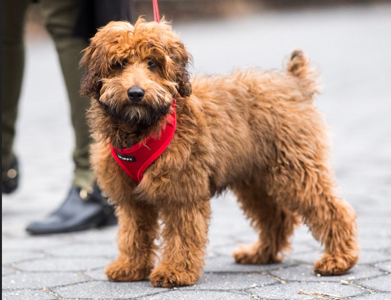 Wheaten Terrier Whoodle