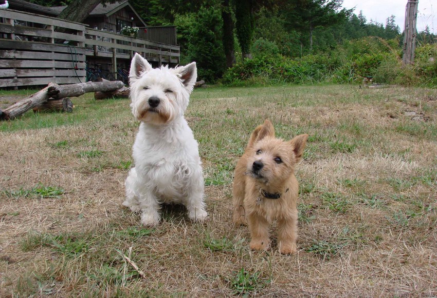 White Norwich Terrier