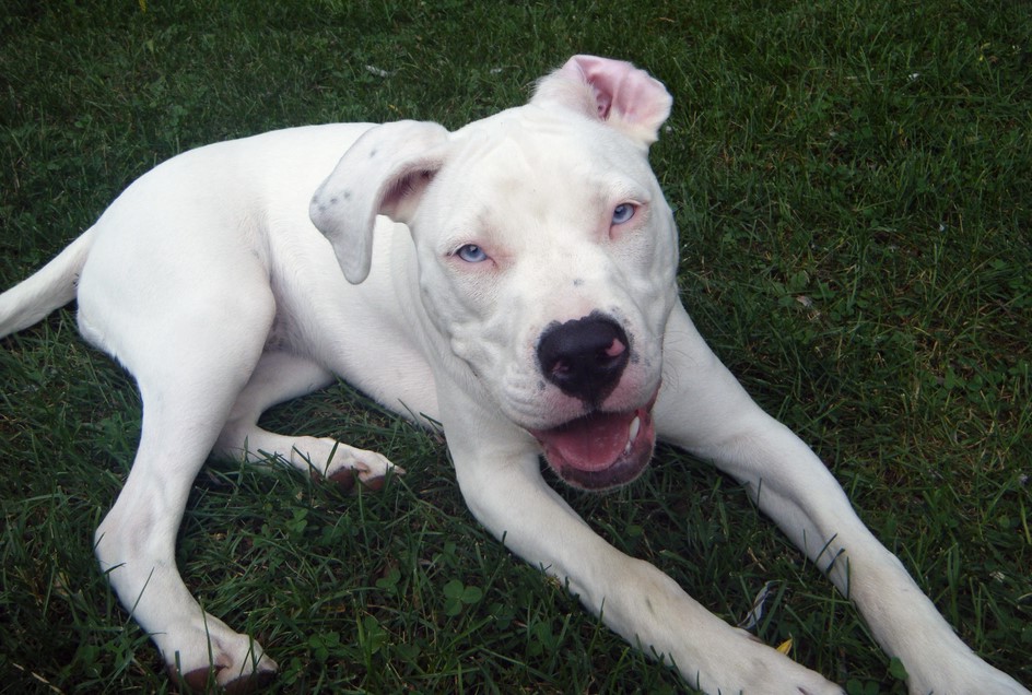 White Pitbull Terrier