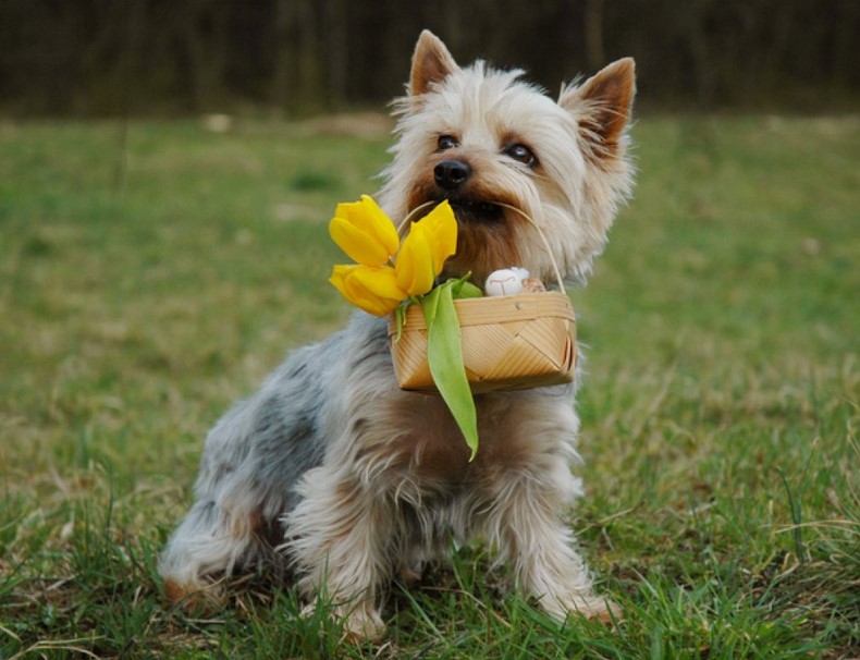 White Silky Terrier