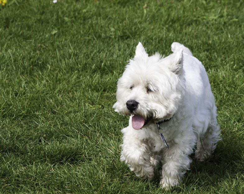 White Terrier Mix