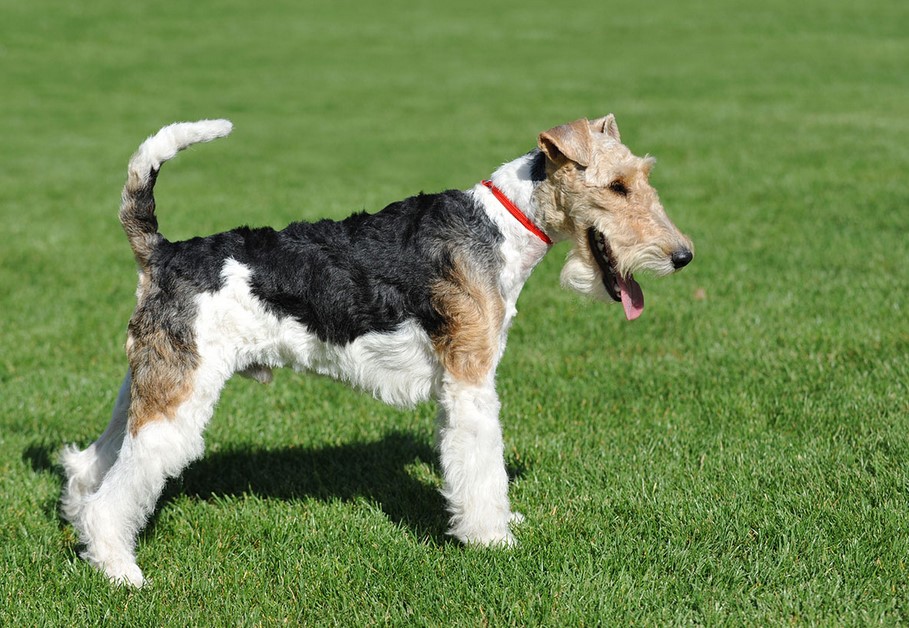 Wire Fox Terrier For Sale