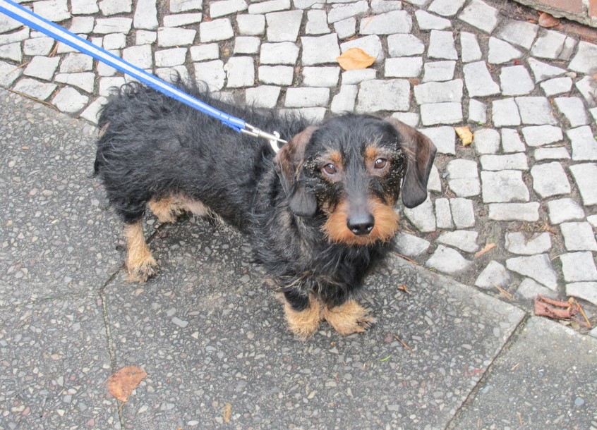 Wire Haired Dachshund Terrier Mix