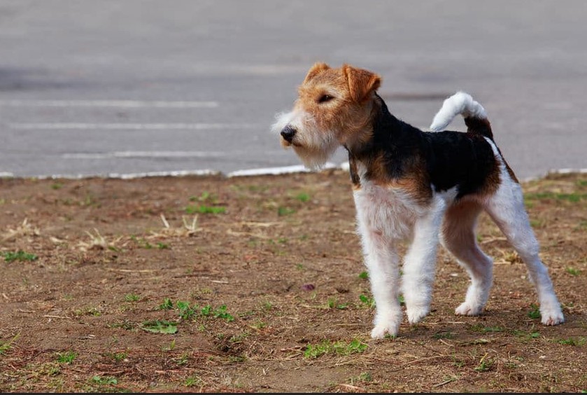 Wire Haired Terrier For Sale