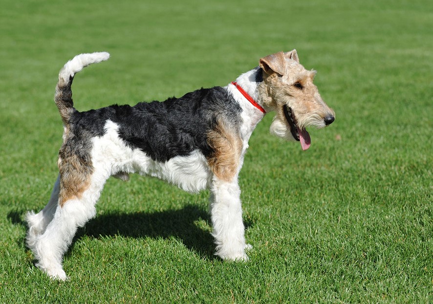 Wirehaired Fox Terrier Mix