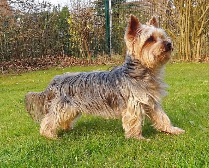 Yorkie Silky Terrier