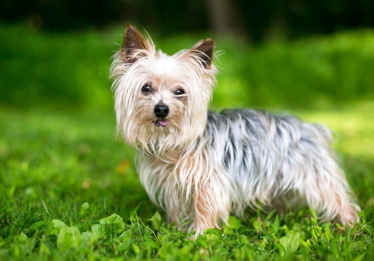 Yorkshire Terrier Colors