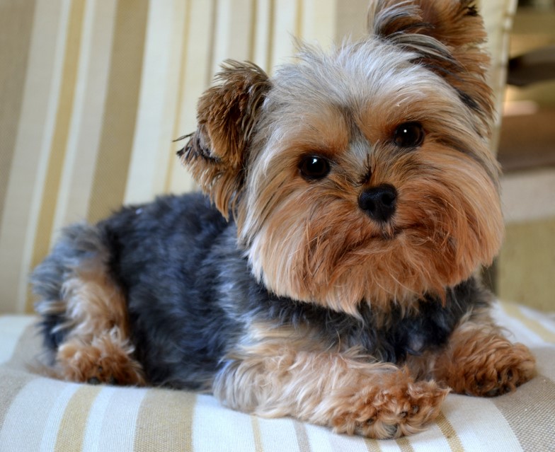 Yorkshire Terrier For Sale Craigslist