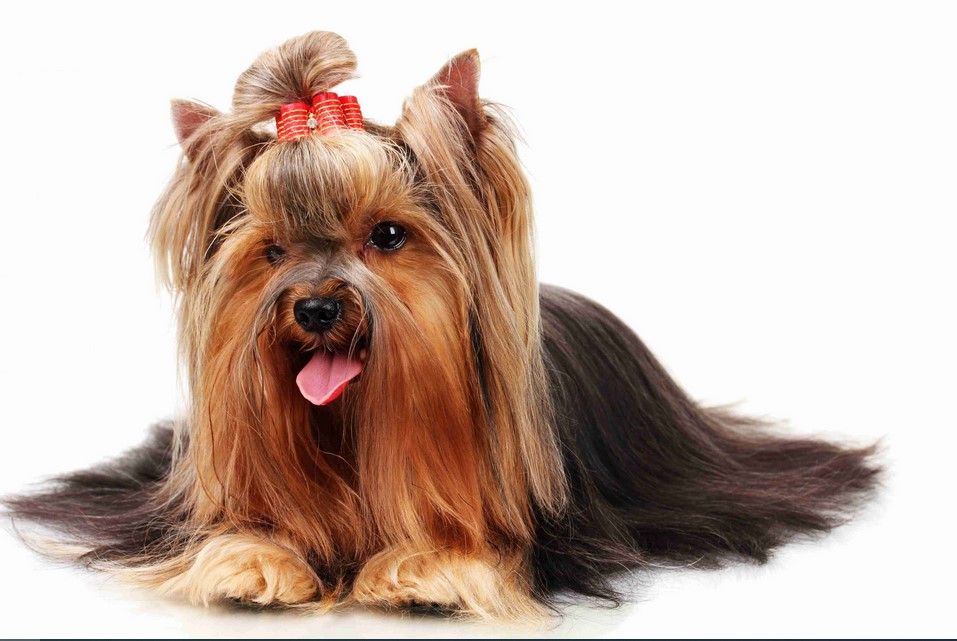 Yorkshire Terrier Long Hair