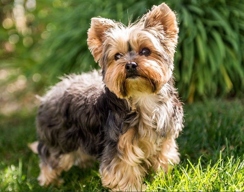 Yorkshire Terrier Precio