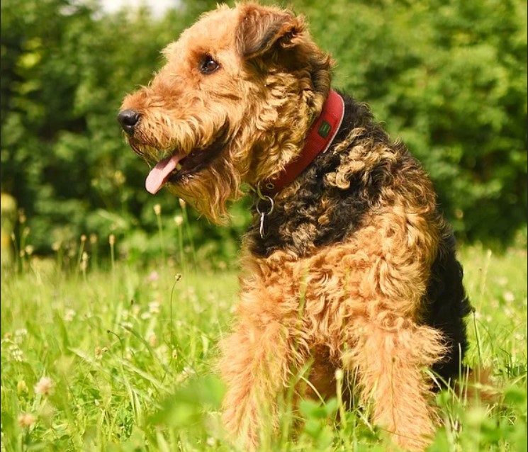 Airedale Terrier Breeders