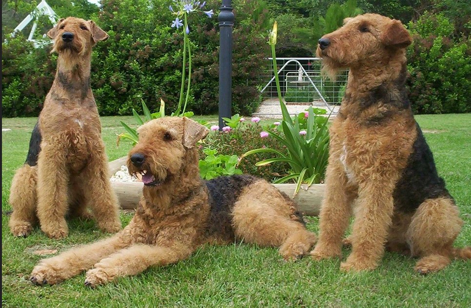 Airedale Terrier Poodle Mix