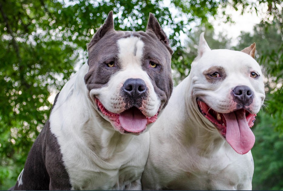 American Pit Bull Terrier vs American Staffordshire Terrier