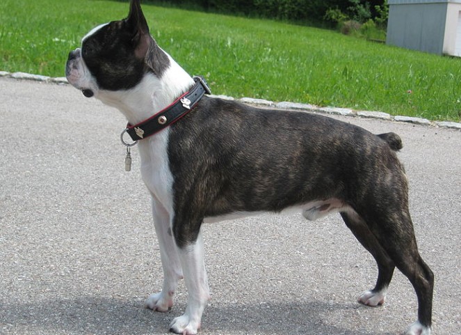 average lifespan of a boston terrier