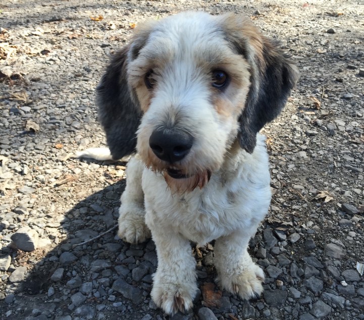 Basset Hound Terrier Mix