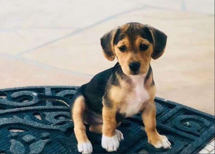 Beagle Fox Terrier Mix