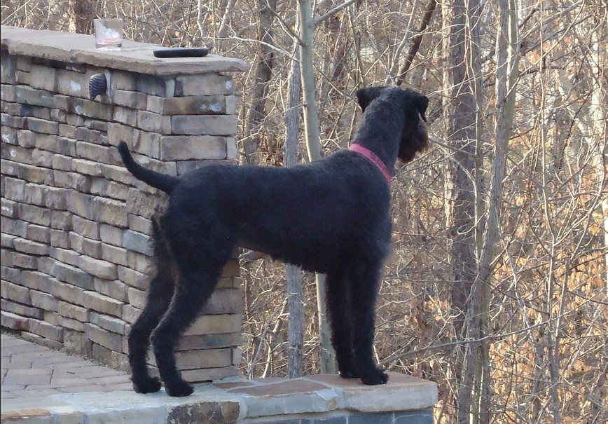 Black Airedale Terrier