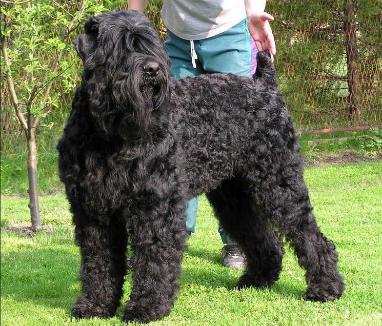 black russian terrier for sale